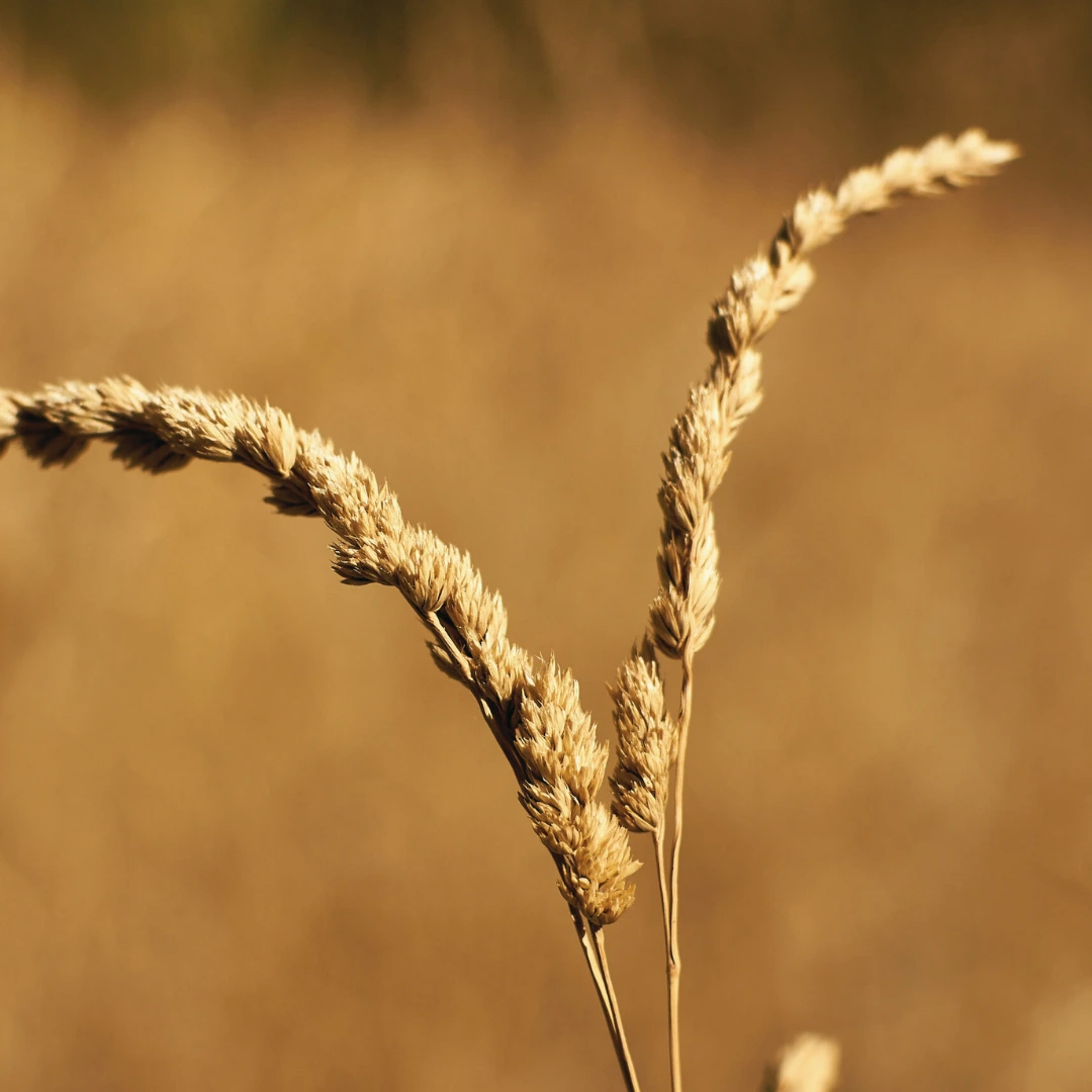 Buckwheat Honey: The Dark Horse of the Honey World