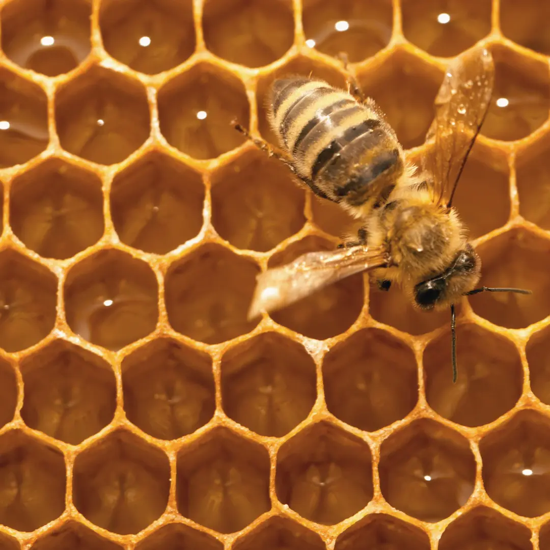 The Best Bee Products Beyond Honey: Pollen, Propolis, Beeswax, and More