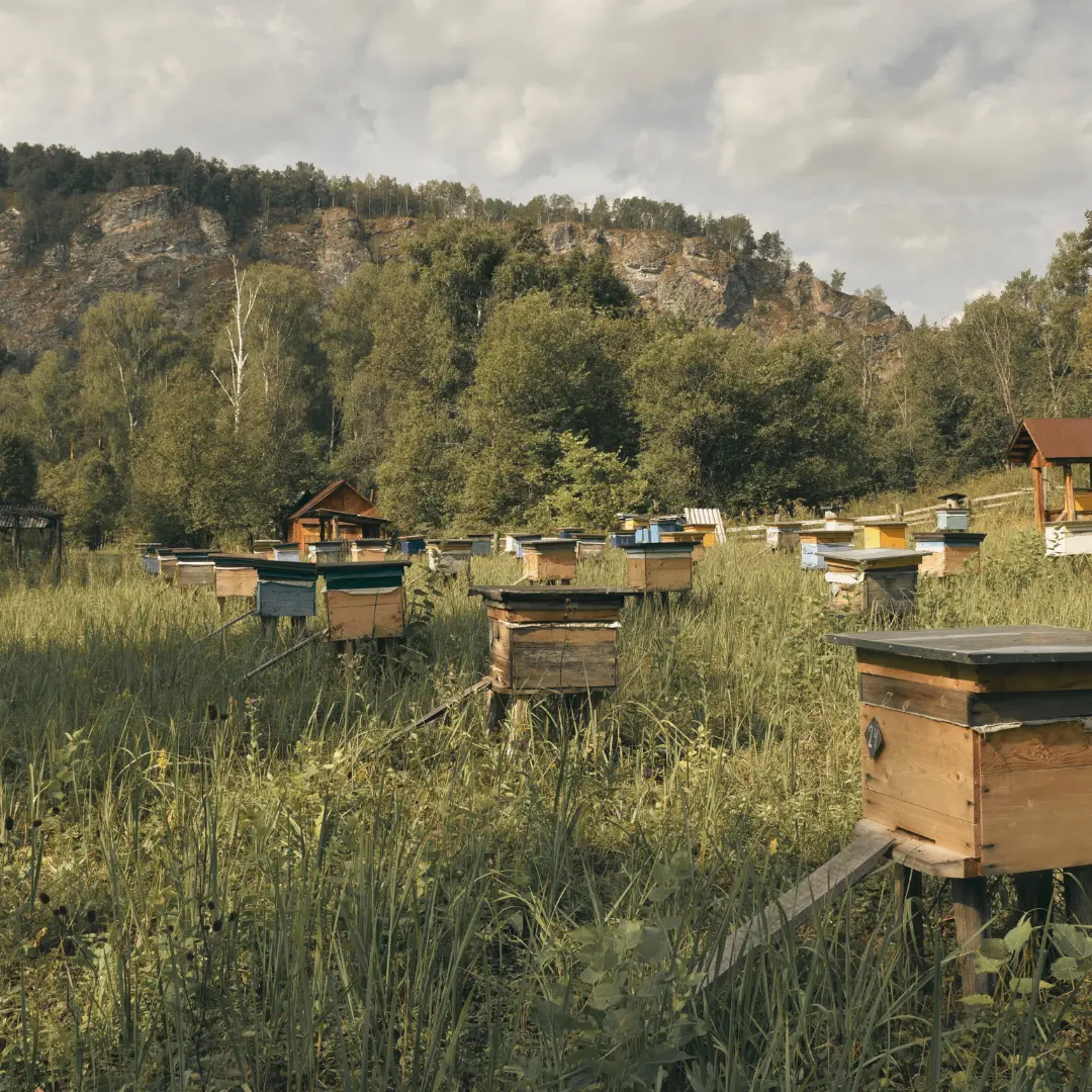 How to Find Local Honey Near You (And Why It's Worth the Effort)