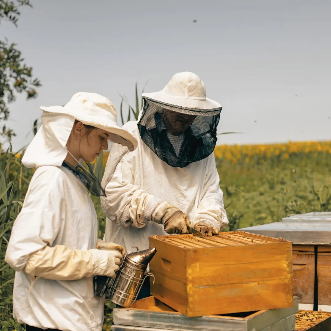 Beekeeper tending hives